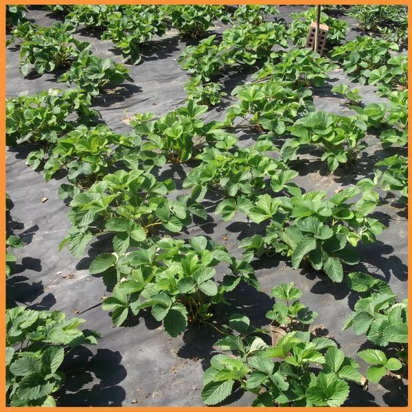 Агроволокно 60 г/м&sup2; 3,2 х 50м чорне "Shadow" (Чехія) 4% агроволокно для полуниці АВЧР000071 фото